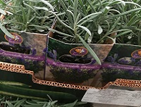 levandula